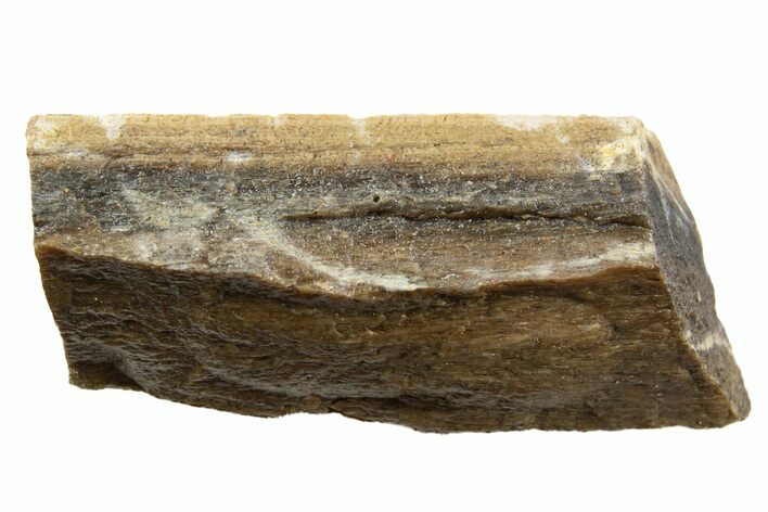 Fossil Tyrannosaur (T rex) Bone Section - Wyoming #342881